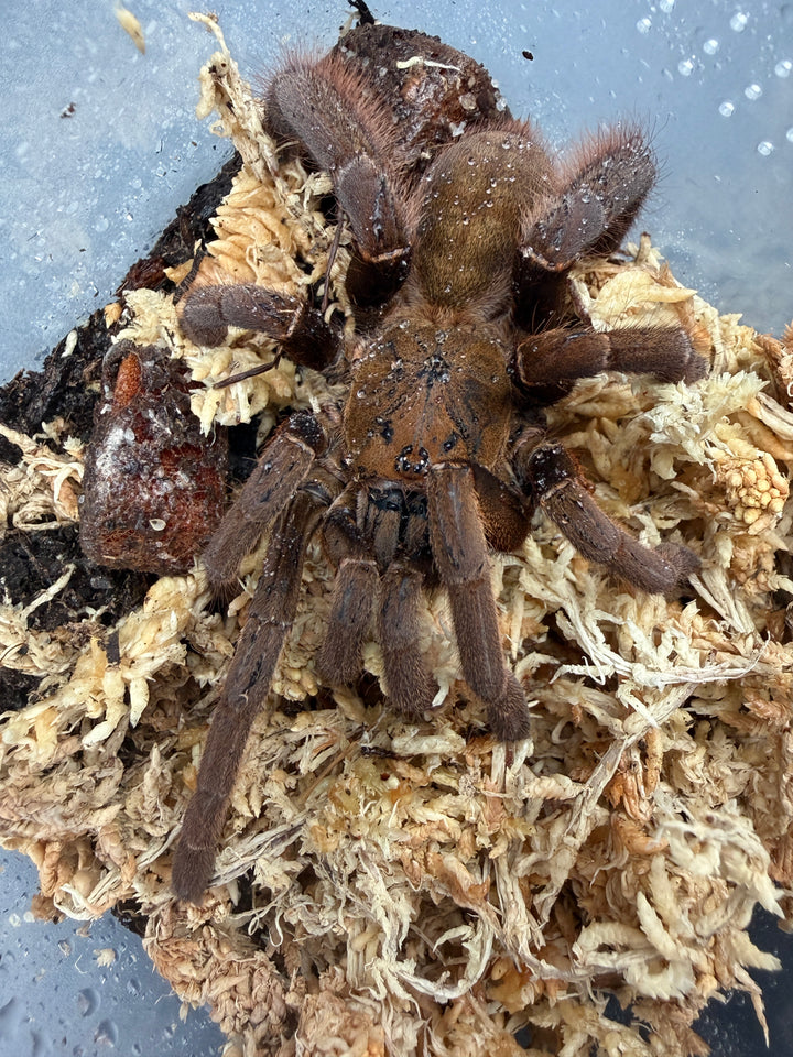 Vendula Earth Tiger Tarantula (Magnacrus tongmianensis), from above on moss, with thick brown legs