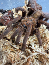 Vendula Earth Tiger Tarantula (Magnacrus tongmianensis)