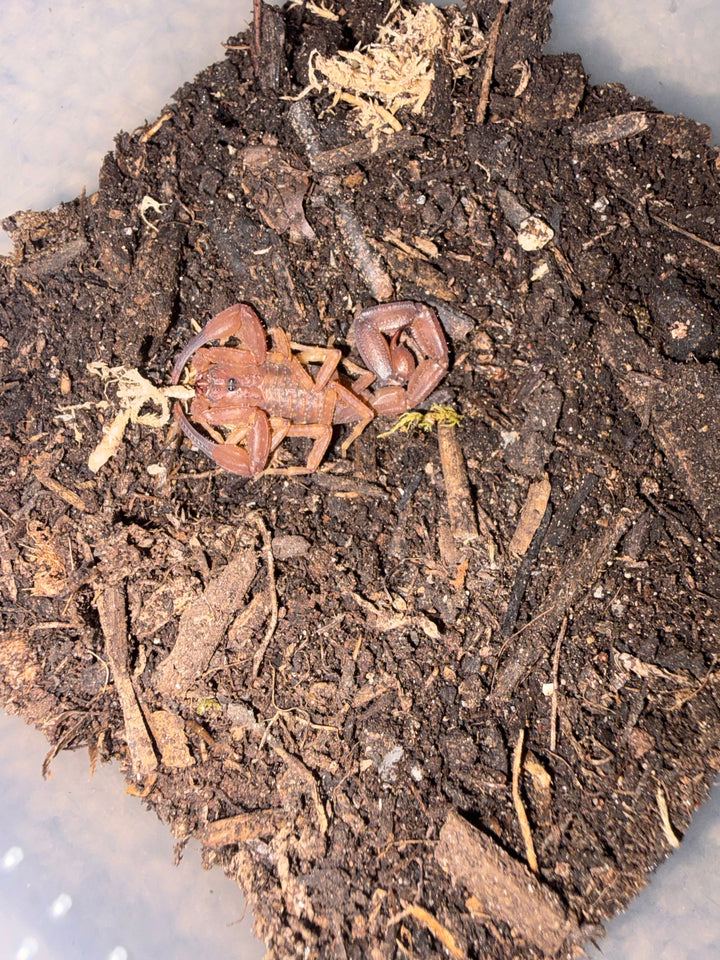 Magnificent Thick-tailed Scorpion (Androcottus magnimanus), captive-bred 0.5-0.75 in stock, image 1