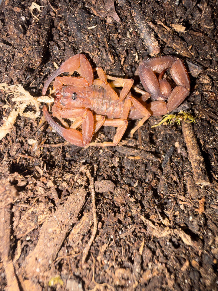 Magnificent Thick-tailed Scorpion (Androcottus magnimanus), captive-bred 0.5-0.75 in stock, image 2