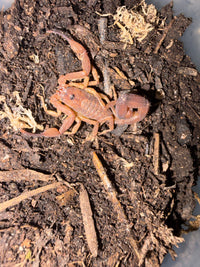Magnificent Thick-tailed Scorpion (Androcottus magnimanus), captive-bred 0.5-0.75 in stock, image 3