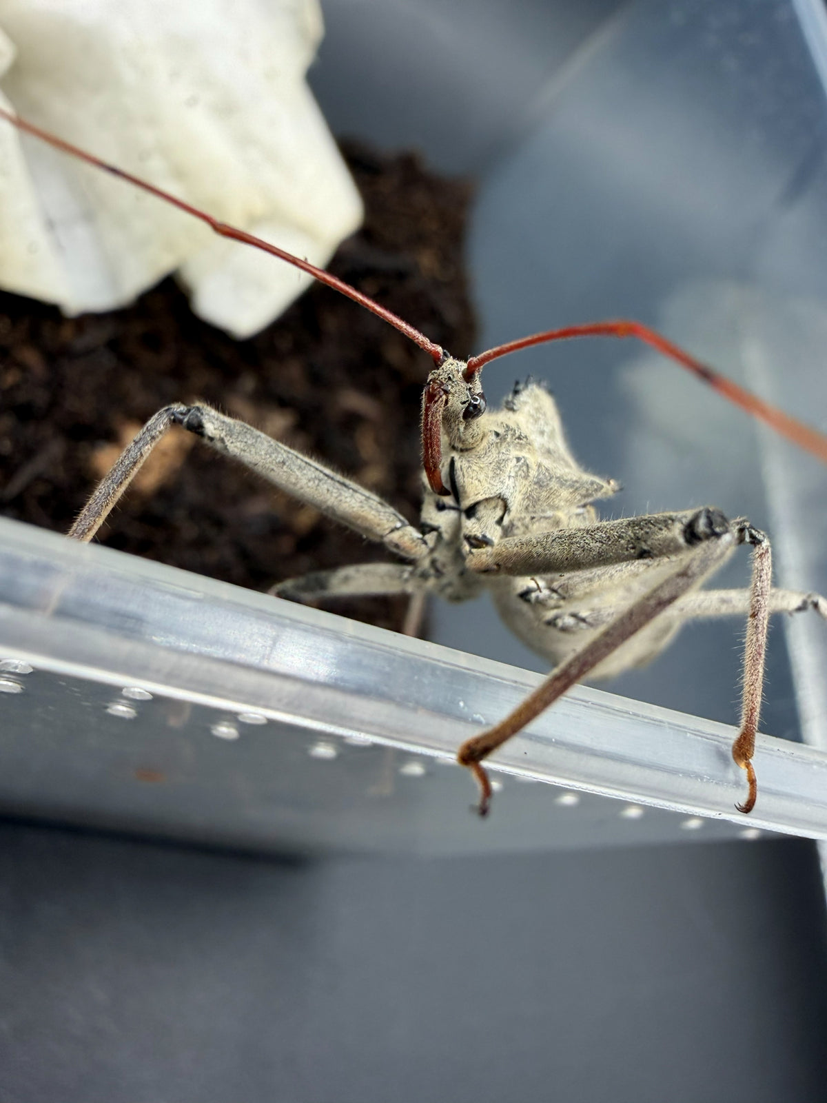 Wheel Bug (Arilus cristatus)