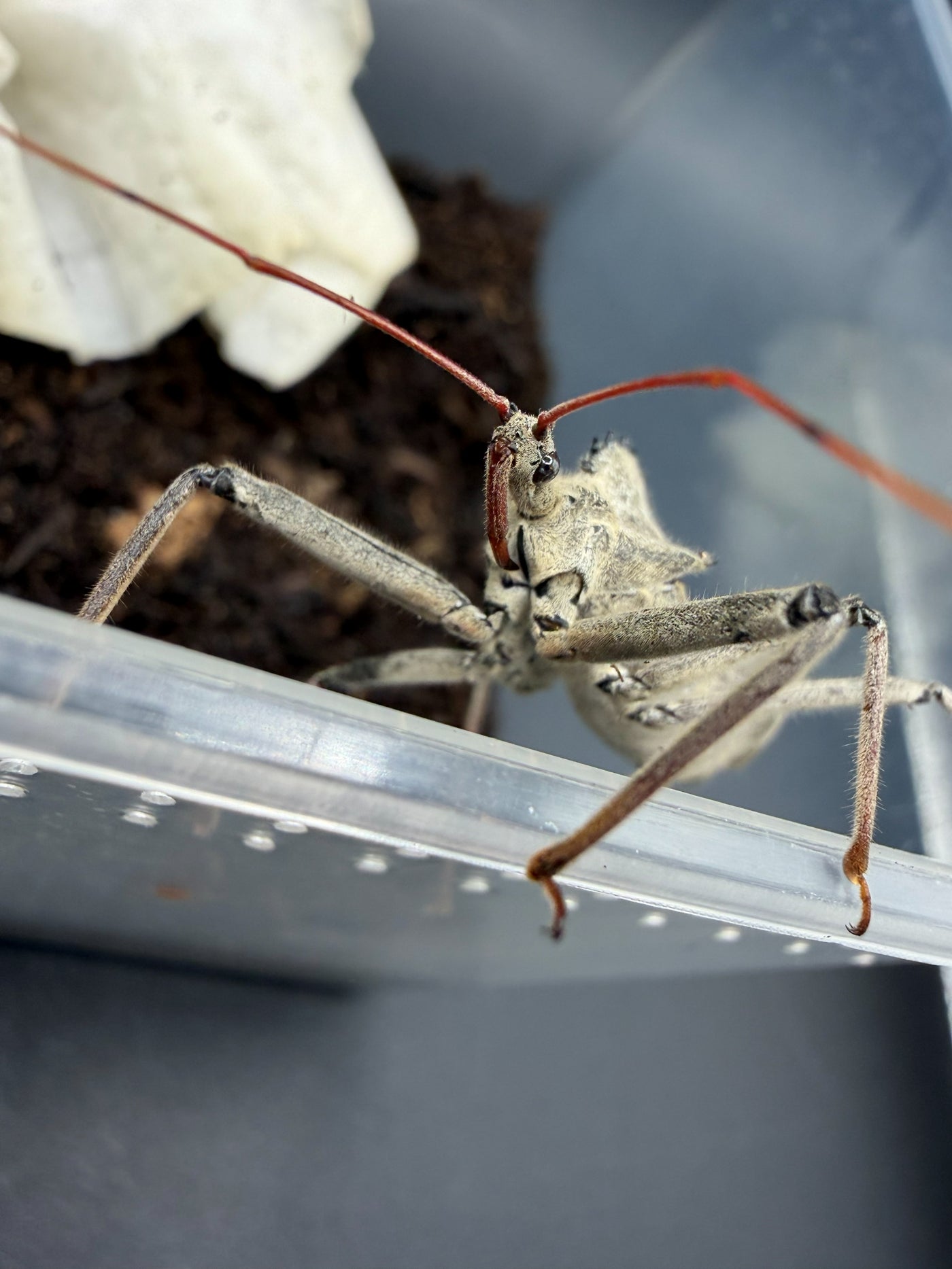 Wheel Bug (Arilus cristatus)