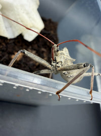 Wheel Bug (Arilus cristatus)