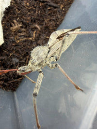 Wheel Bug (Arilus cristatus)