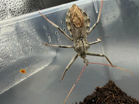 Wheel Bug (Arilus cristatus)
