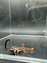 Whitei Scorpion, Nebo whitei, image 2