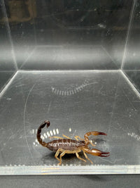 Whitei Scorpion, Nebo whitei, image 3