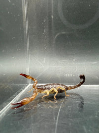 Whitei Scorpion, Nebo whitei, image 4