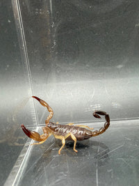 Whitei Scorpion, Nebo whitei, image 5