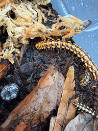 Yellow Dragon Millipede (Orthomorpha sp. "Yellow Dragon"), curved beside pale moss, showing yellow-edged plates