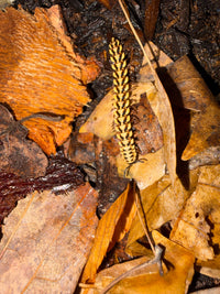 Yellow Dragon Millipede (Orthomorpha sp. "Yellow Dragon"), from above on brown leaves, with dark chevron markings