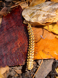 Yellow Dragon Millipede (Orthomorpha sp. "Yellow Dragon"), across reddish bark and a brown leaf