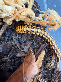 Yellow Dragon Millipede (Orthomorpha sp. "Yellow Dragon"), close-up of yellow-edged plates on dark substrate