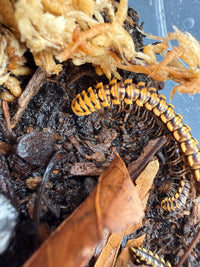 Yellow Dragon Millipede (Orthomorpha sp. "Yellow Dragon"), curved beside pale moss, showing yellow-edged plates