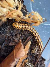 Yellow Dragon Millipede (Orthomorpha sp. "Yellow Dragon"), curved beside pale moss, showing yellow-edged plates