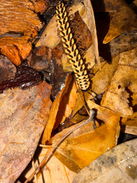Yellow Dragon Millipede (Orthomorpha sp. "Yellow Dragon"), close-up on leaf litter, with dark chevron markings