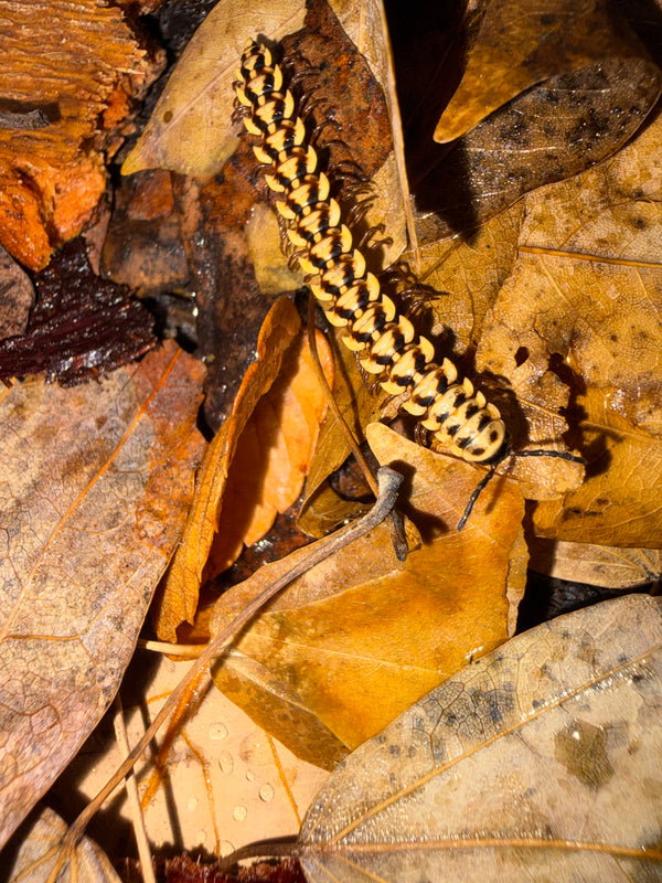 Yellow Dragon Millipede (Orthomorpha sp. "Yellow Dragon"), close-up on leaf litter, with dark chevron markings