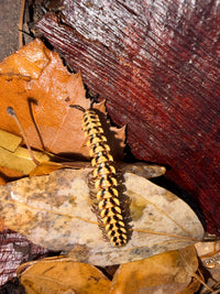 Yellow Dragon Millipede (Orthomorpha sp. "Yellow Dragon"), on a pale leaf beside reddish bark