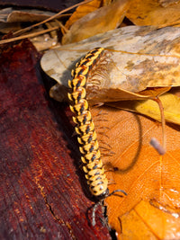 Yellow Dragon Millipede (Orthomorpha sp. "Yellow Dragon"), close-up across reddish bark and a brown leaf