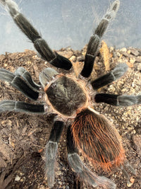 Yucatan Rustrump Tarantula (Tliltocatl epicureanus), image 1