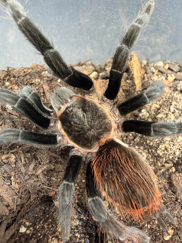 Yucatan Rustrump Tarantula (Tliltocatl epicureanus), image 1