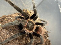 Yucatan Rustrump Tarantula (Tliltocatl epicureanus), image 2