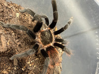 Yucatan Rustrump Tarantula (Tliltocatl epicureanus), image 3