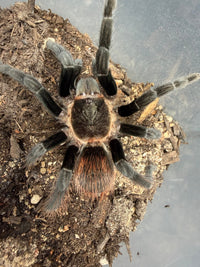 Yucatan Rustrump Tarantula (Tliltocatl epicureanus), image 4